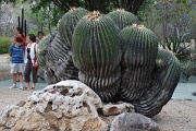 Oldest cactus in Mexico 1200 years old